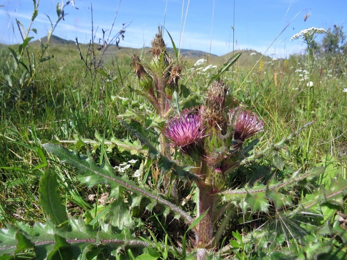 Cirsium esculentum