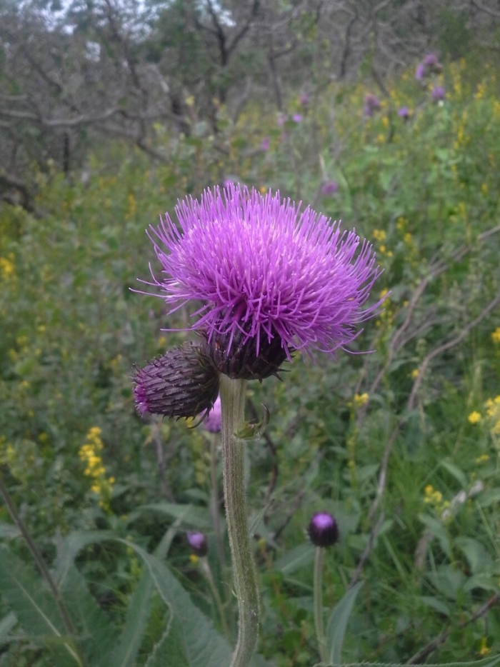 Бодяк обыкновенный