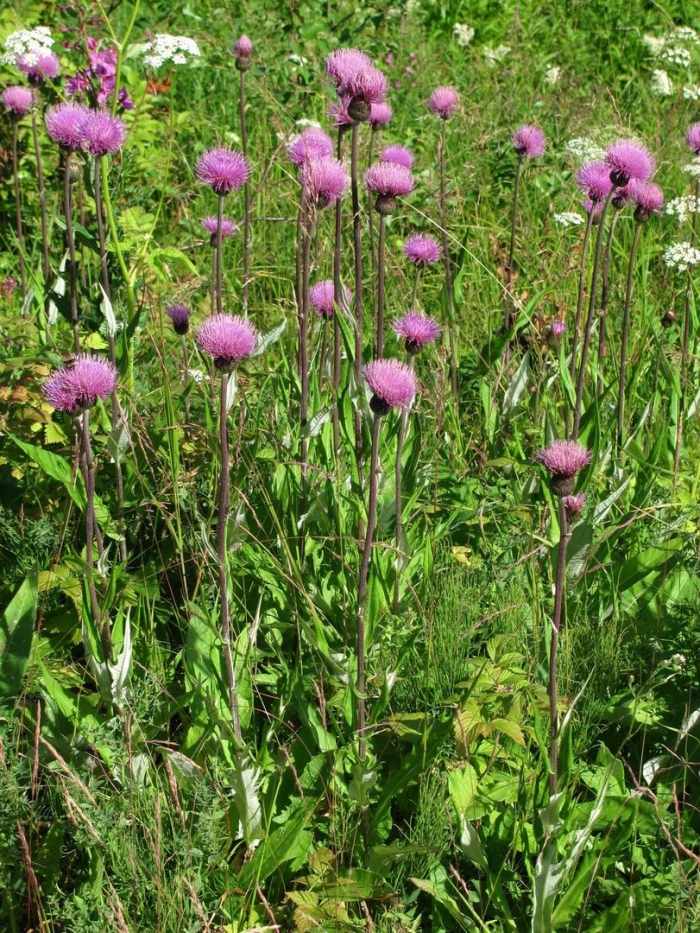 Cirsium dissectum
