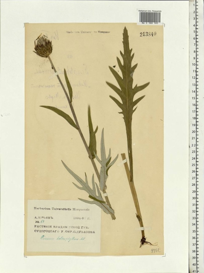 Бодяк разнолистный (cirsium heterophyllum)