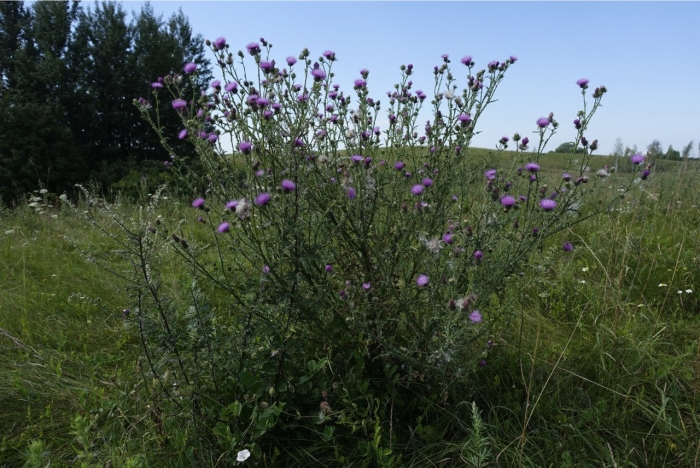 Бодяк обыкновенный