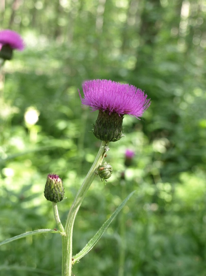 Бодяк болотный