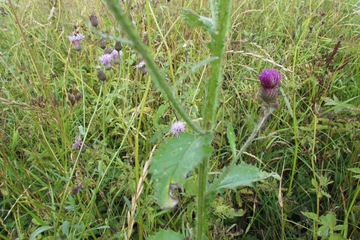 Бодяк щетинистый cirsium setosum