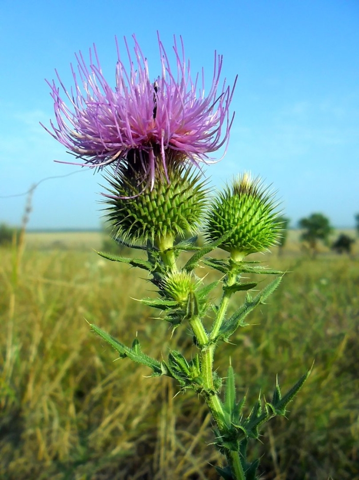 Татарник бодяк