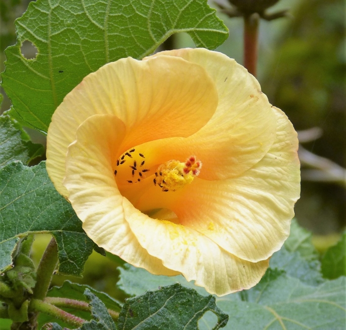 Hibiscus tiliaceus