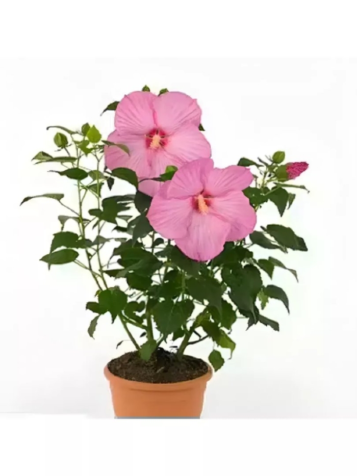 Гибискус креол леди