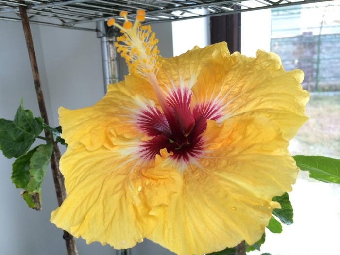 Kyoto yellow гибискус