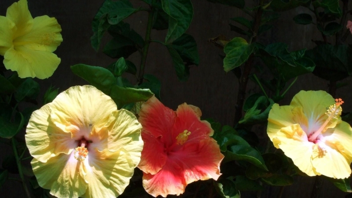 Гибискус koenig махровый желтый