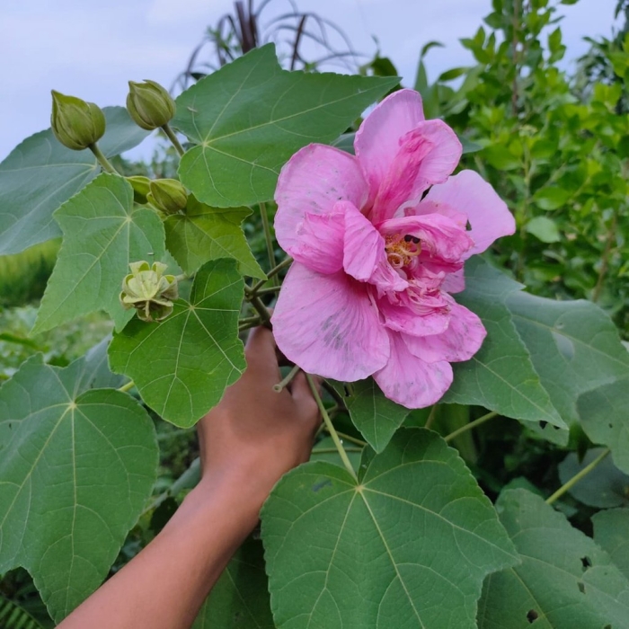 Hibiscus mutabilis