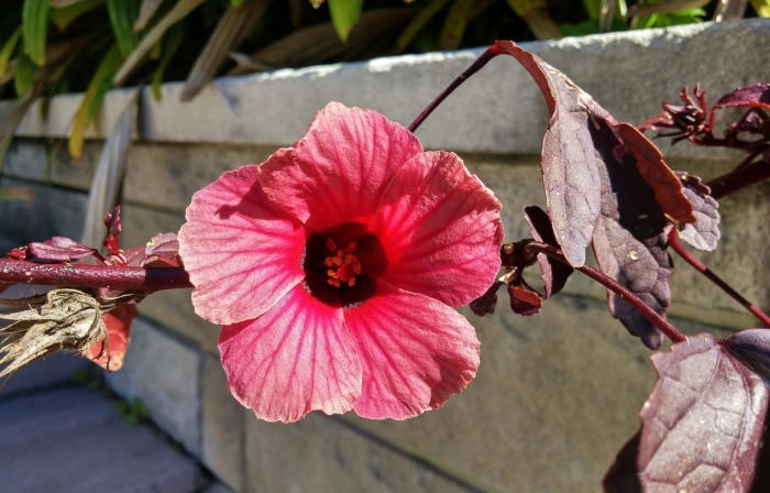 Гибискус athenacus