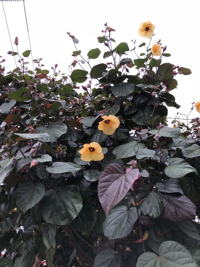 Hibiscus tiliaceus дерево