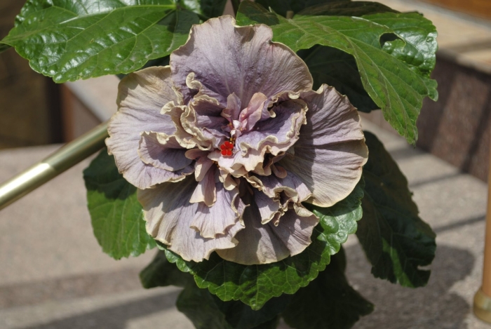 Гибискус stormy days