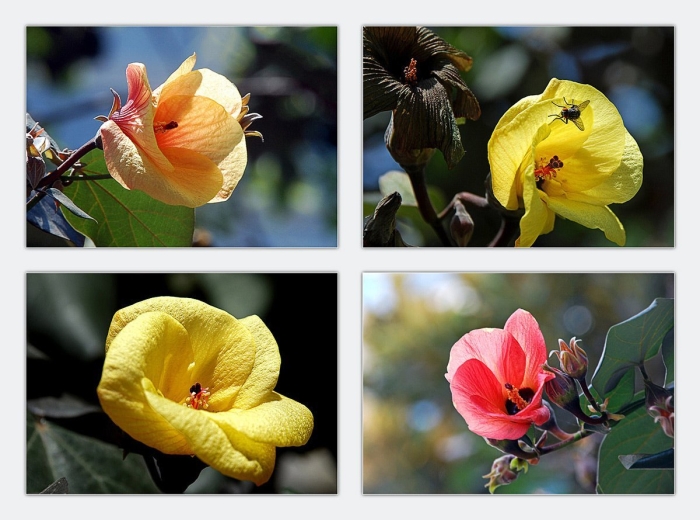 Гибискус липолистный