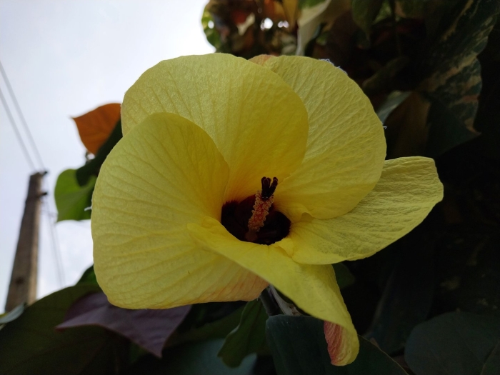 Hibiscus tiliaceus