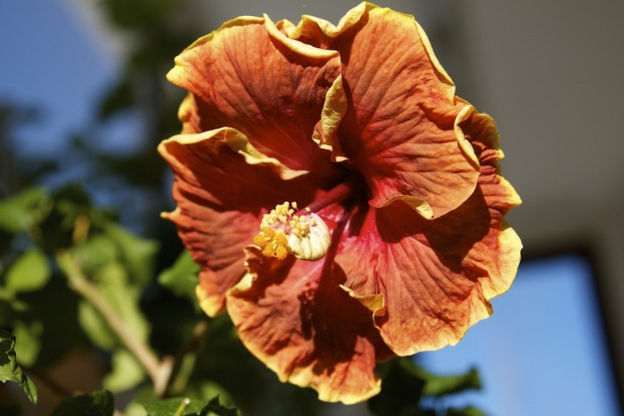 Гибискус эль капитолио