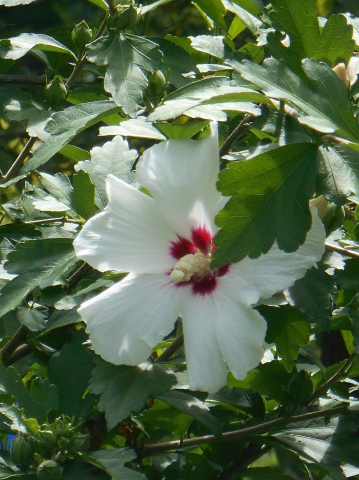 Гибискус древовидный белый