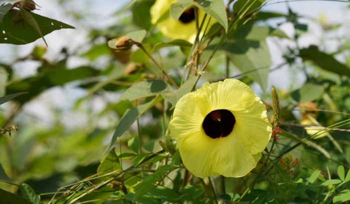 Hibiscus hispidissimus