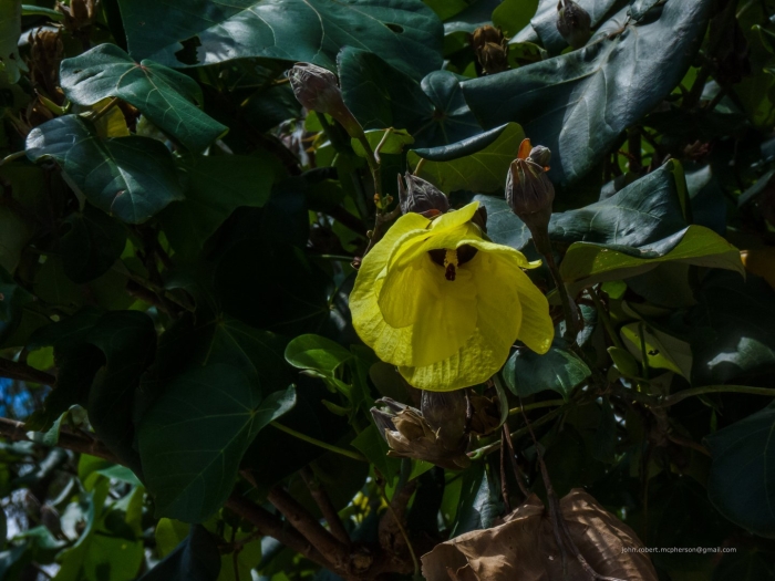 Hibiscus tiliaceus дерево