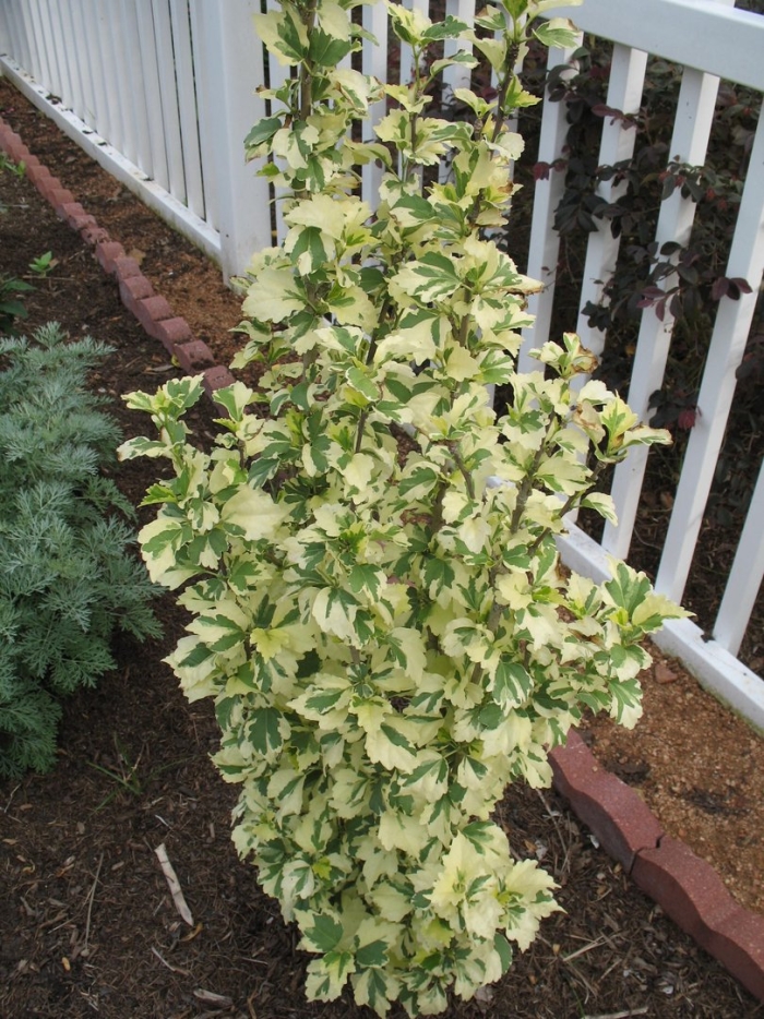 Variegated foliage