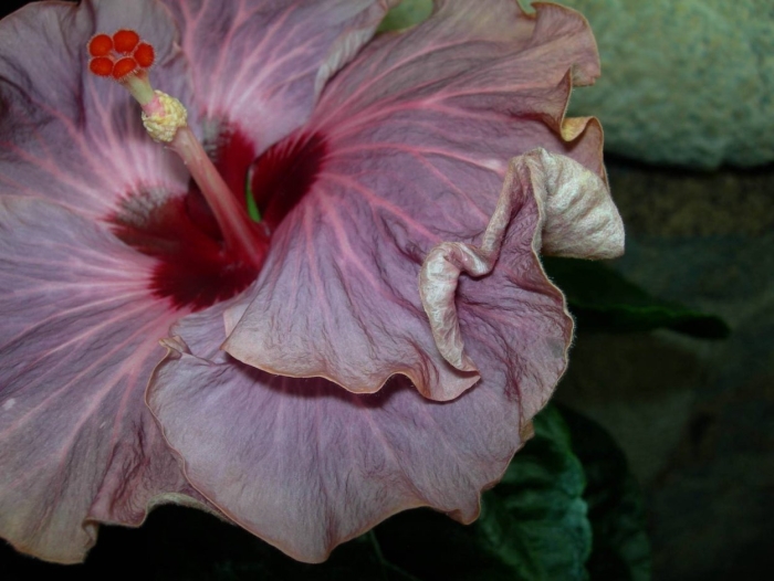 Гибискус wild grape