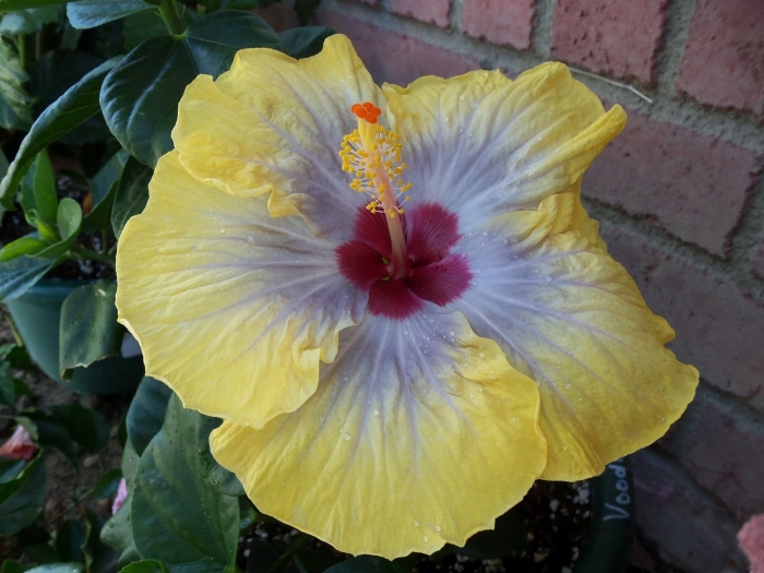 Гибискус липовидный вариегатный