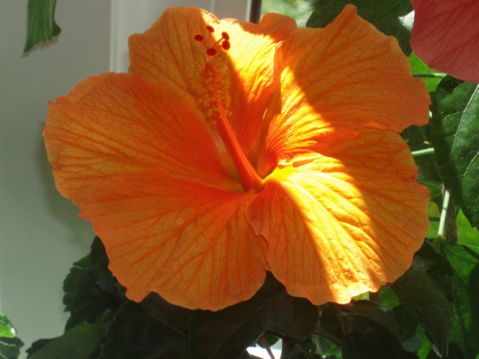Гибискус оранж махровый