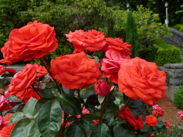 Никколо паганини роза флорибунда