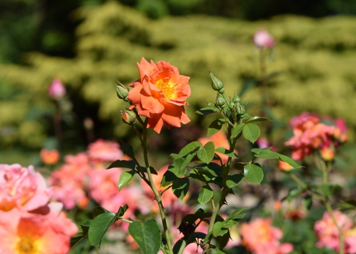 Роза монинг сан