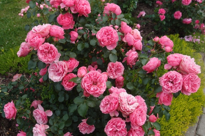 Роза флорибунда леонардо да винчи