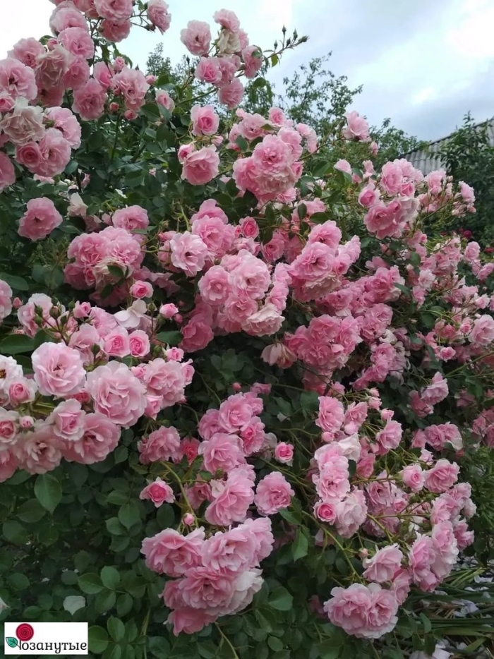 Роза флорибунда боника 82