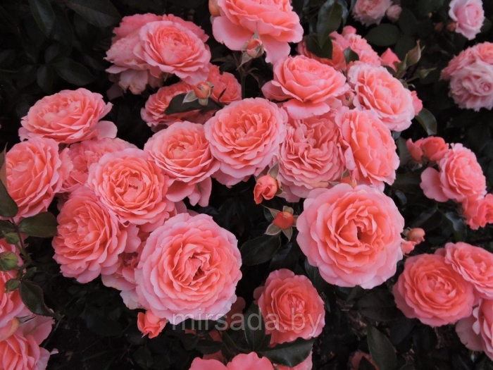 Роза кимоно флорибунда