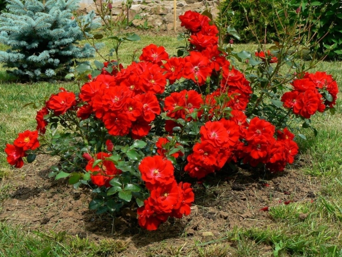 Роза почвопокровная аустриана