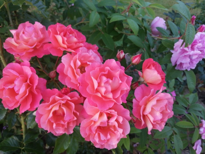 Али баба роза плетистая