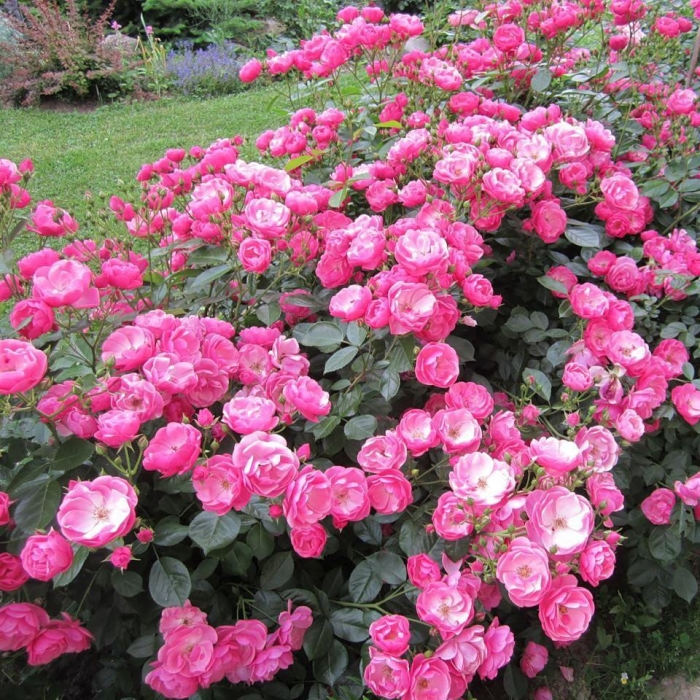 Роза анжела кордес