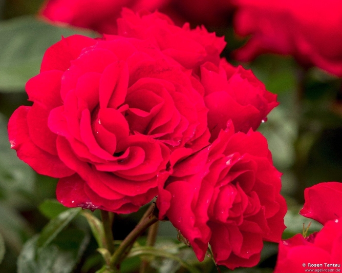 Роза arifa (арифа)