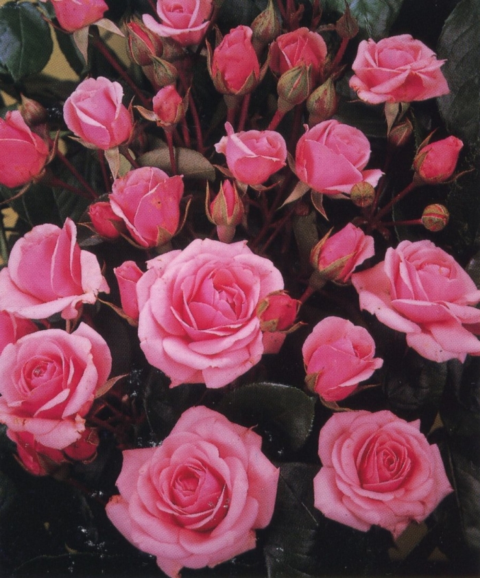 Флорибунда диадем