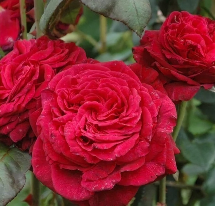 Роза флорибунда четырех ветров