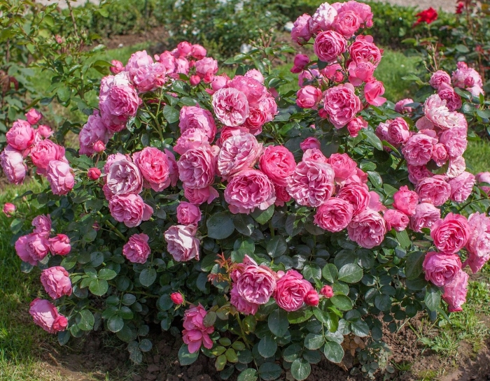 Роза leonardo da vinci