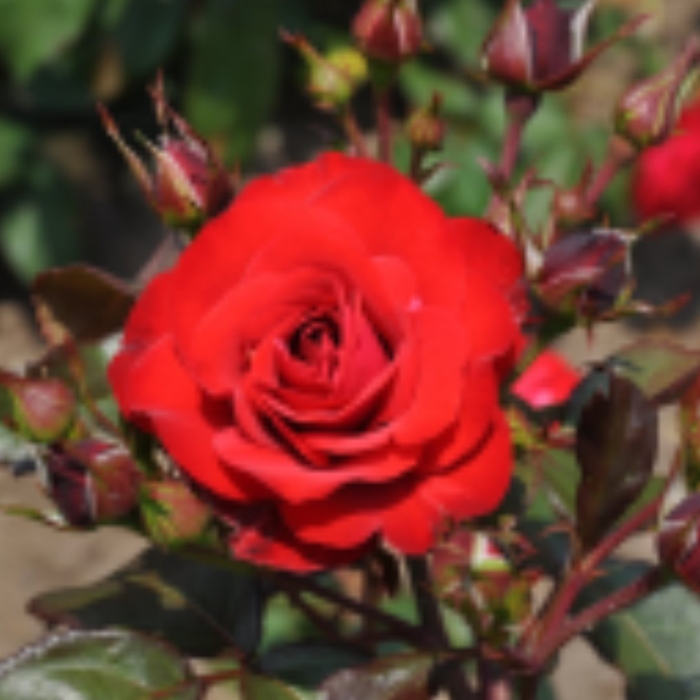 Роза флорибунда nina weibull