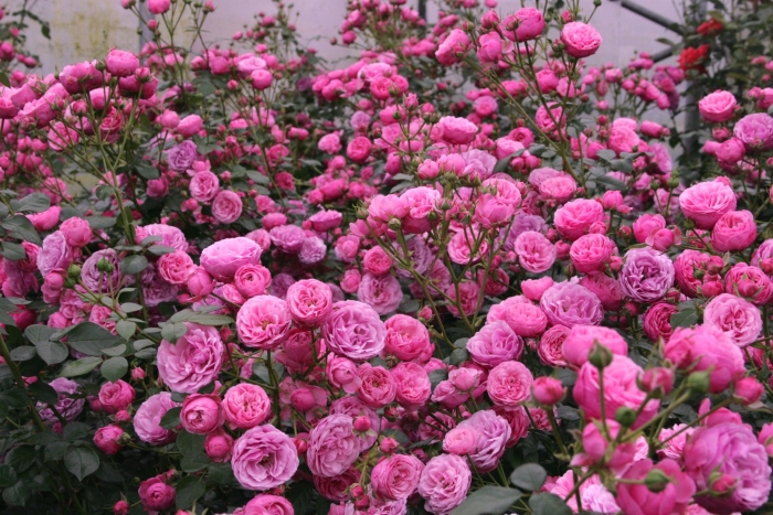 Роза помпонелла кордес