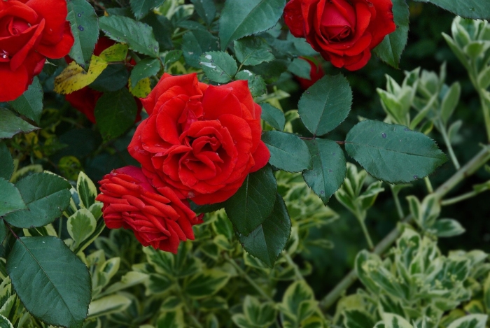 Роза канегем