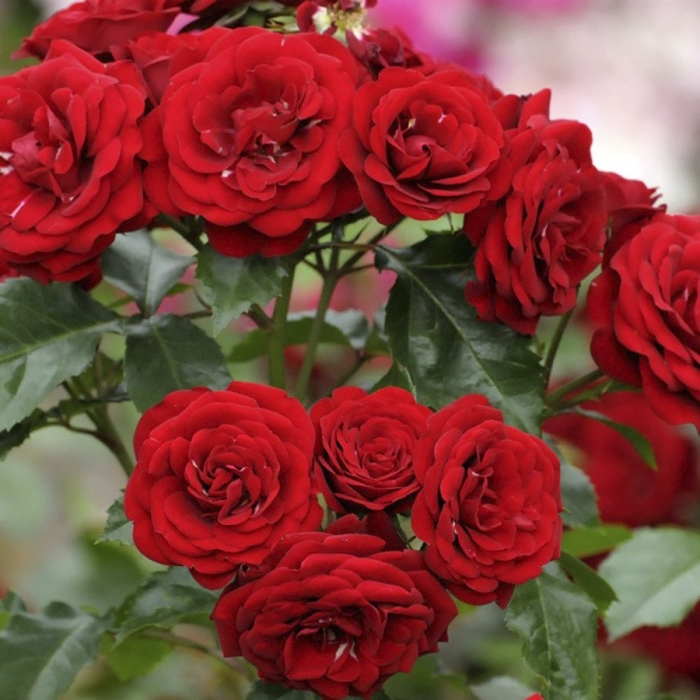 Роза флорибунда lavaglut