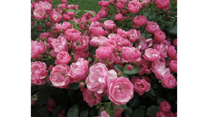 Роза флорибунда анжела