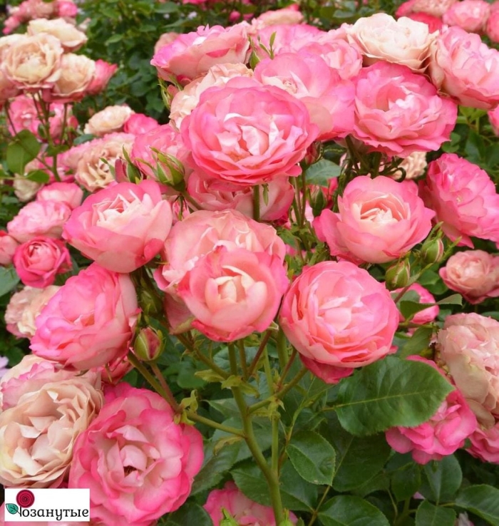 Роза акрополис флорибунда