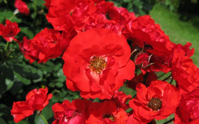 Роза флорибунда красная