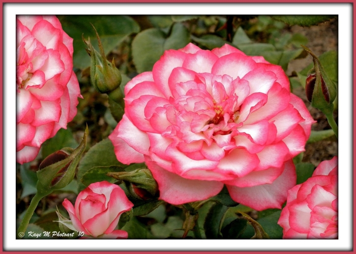 Роза дольче вита флорибунда