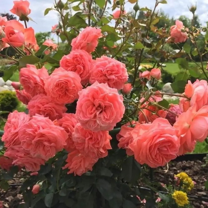 Роза кимоно флорибунда