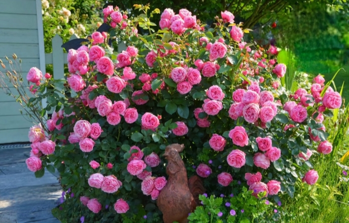 Роза леонардо винчи