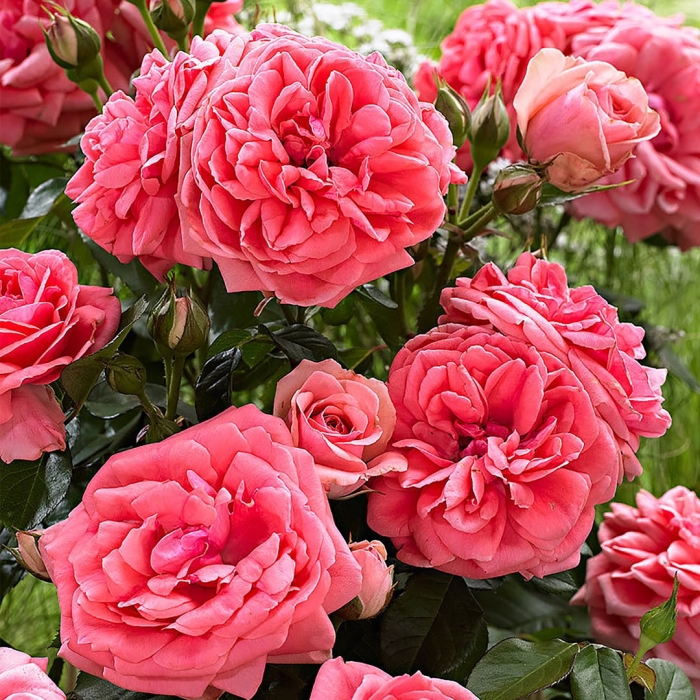 Роза флорибунда кимоно