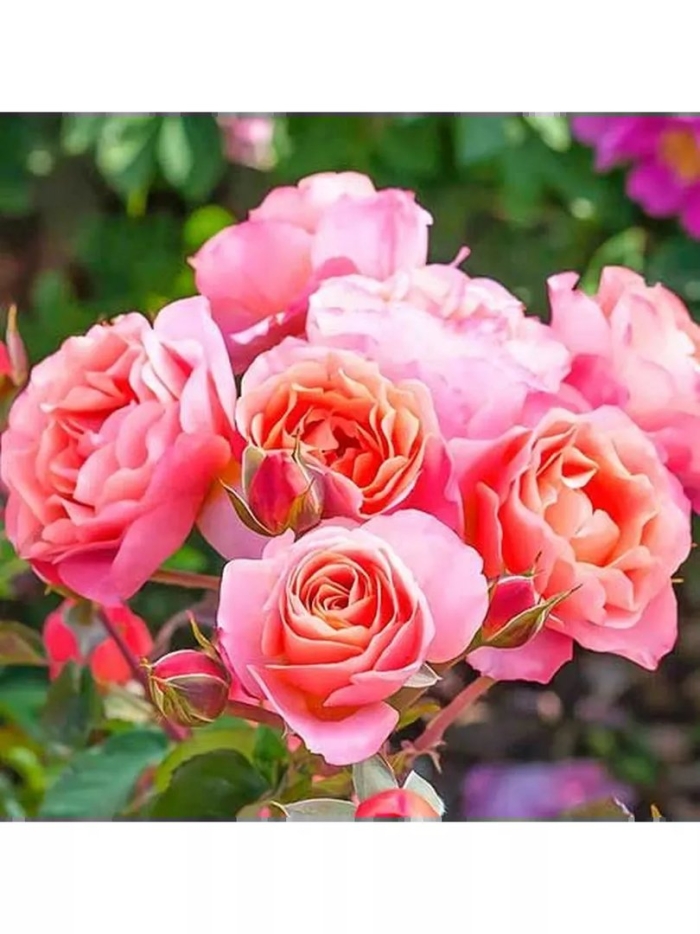 Роза флорибунда бриоза